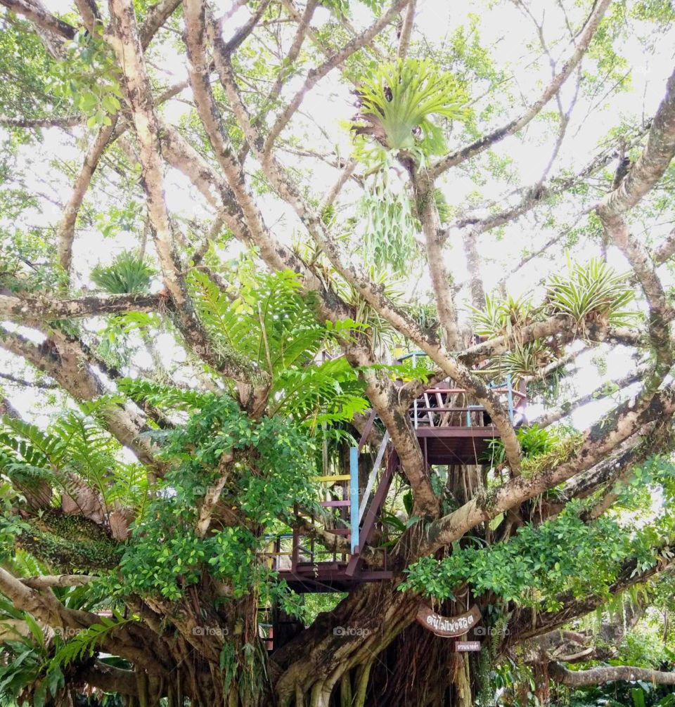 House’s Tree in the Jungle.