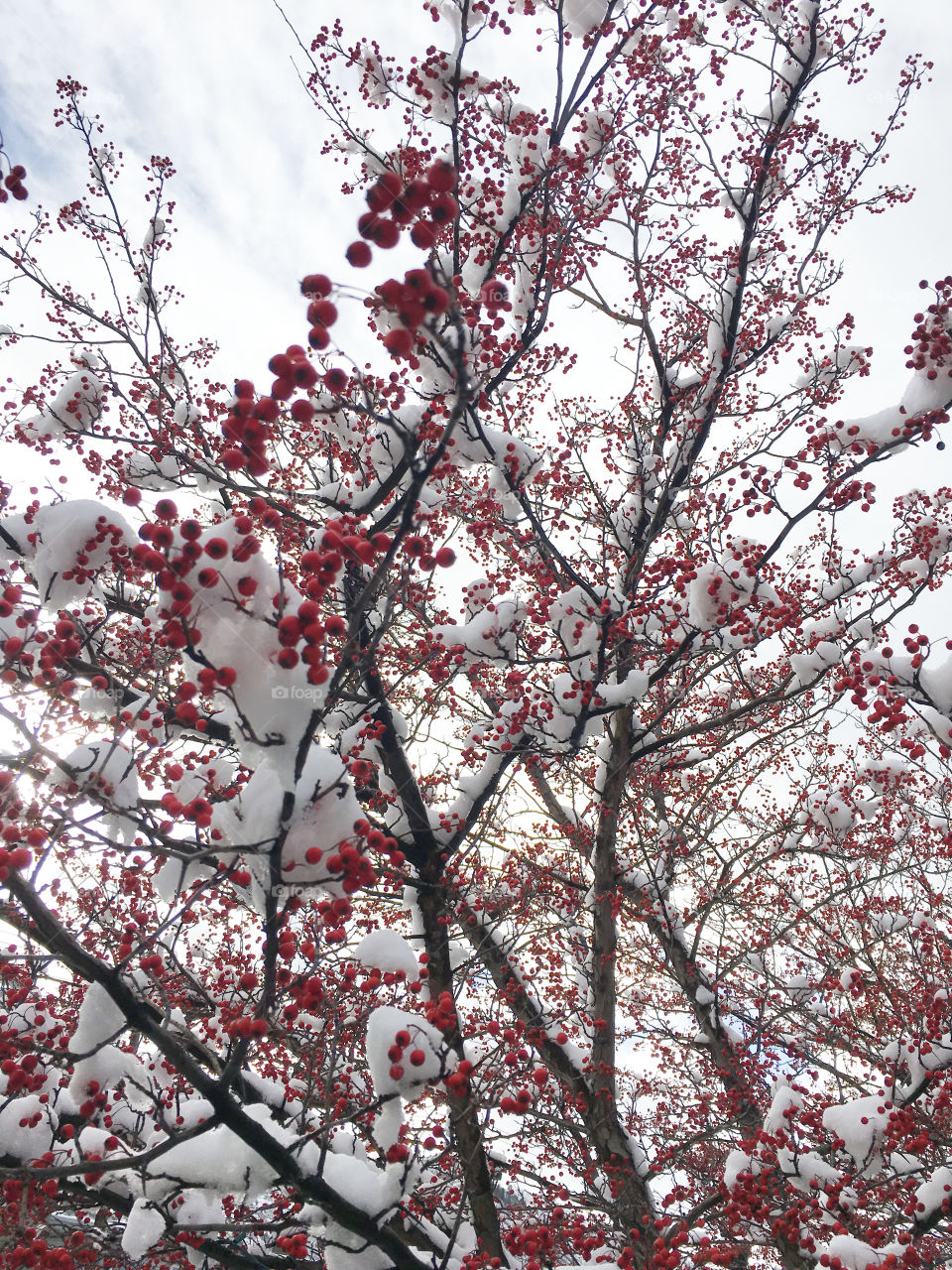 Red berries 