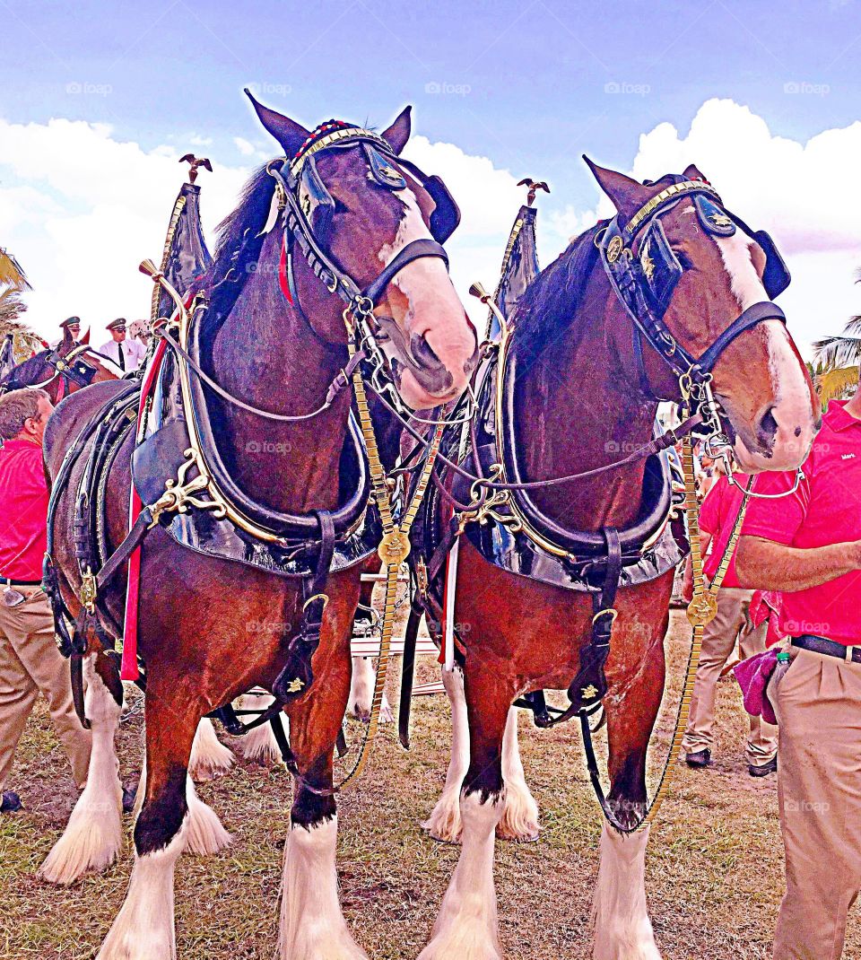 Clydesdale horses
