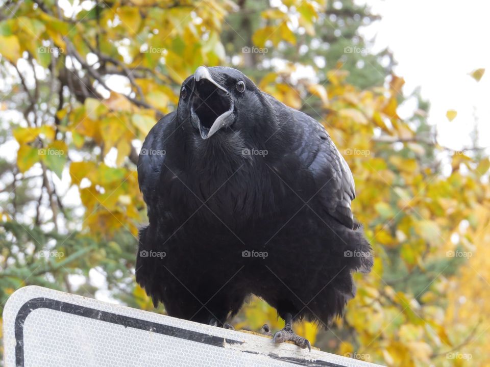 Screaming black crow on edge of a road sign