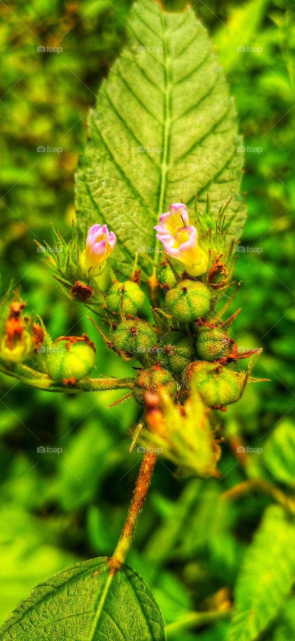 Get rid of the beautiful wild growing in the yard
