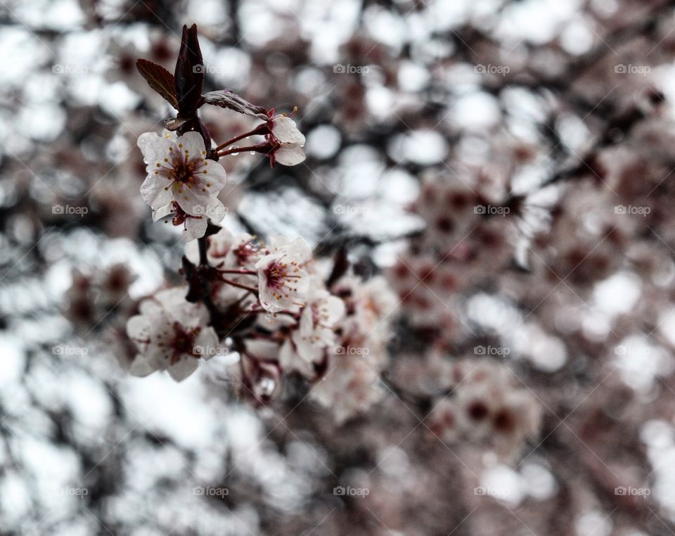 Spring time in Colorado.