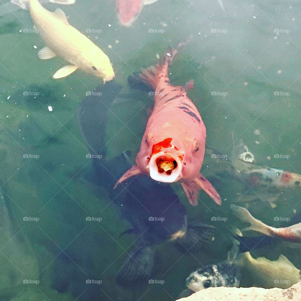 Koi Eating 