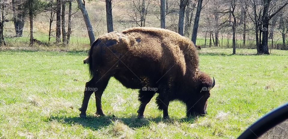 Grazing Bison