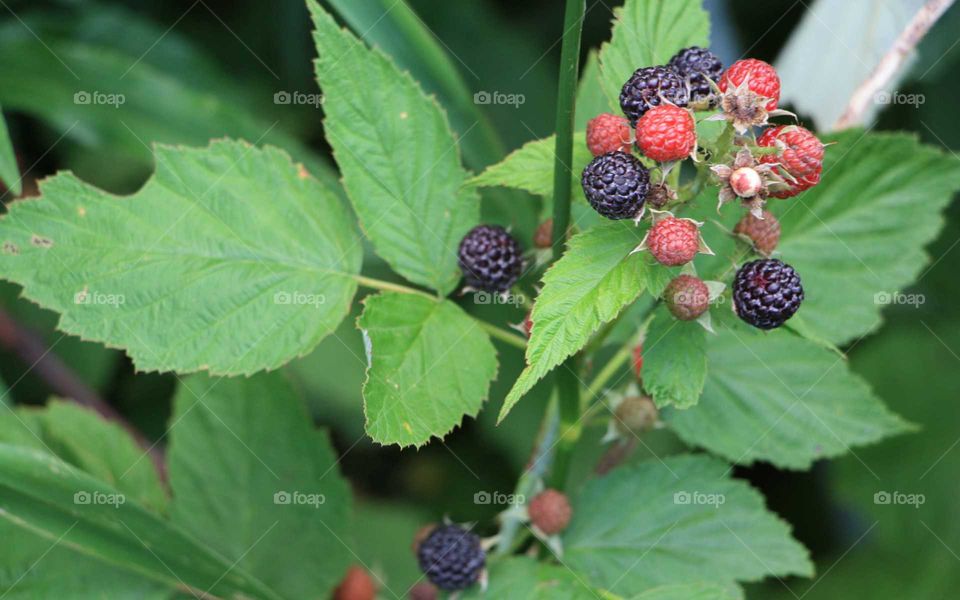 wild berries