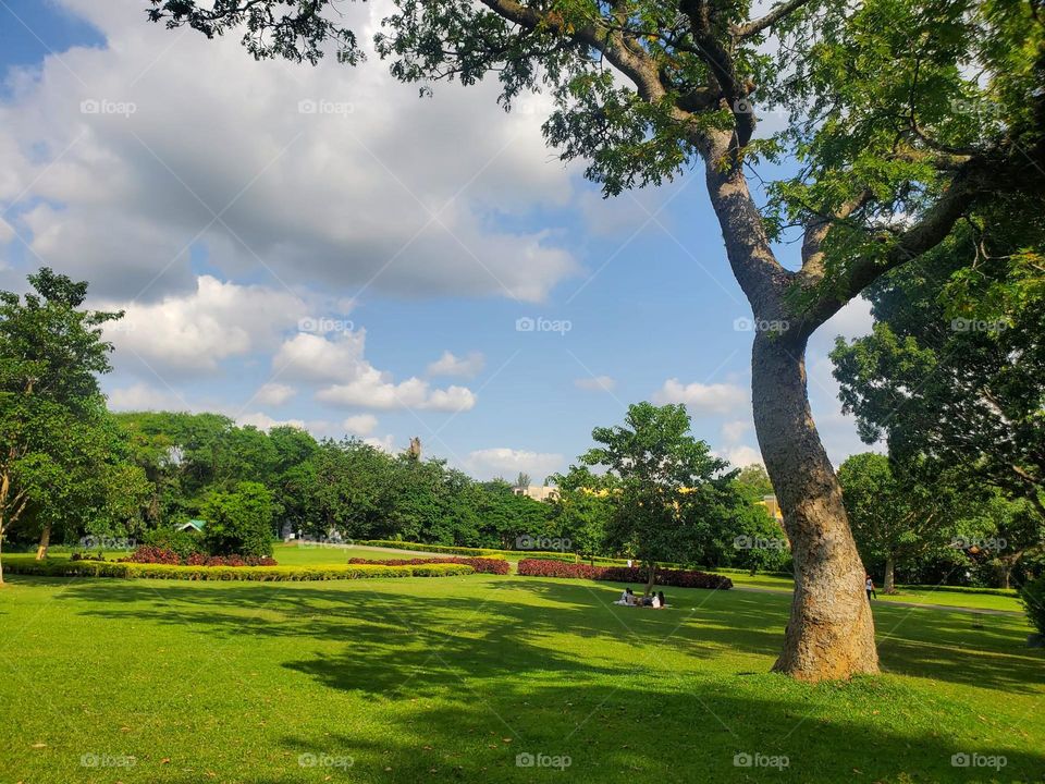 Amidst a lush green meadow, this tranquil scene embodies the beauty of nature. Vibrant grass with soft natural light. 