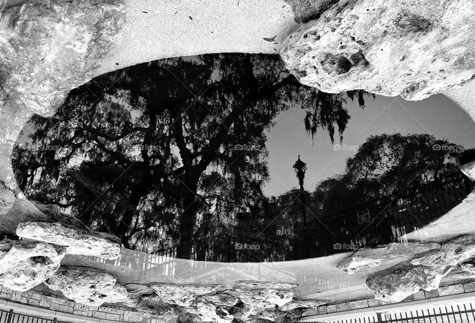Black and white reflection of trees and a lamppost in a pool of water.