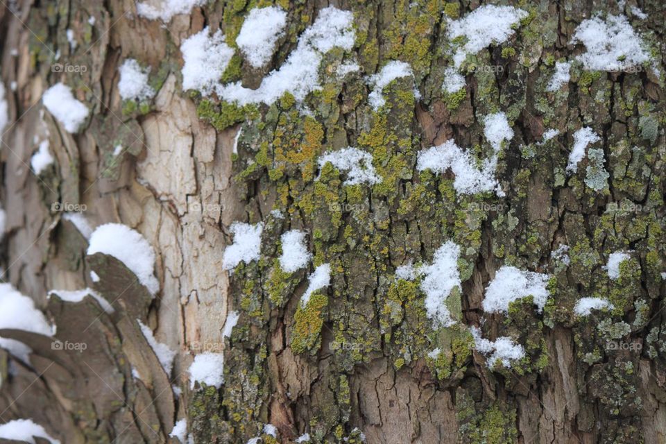 Pretty tree bark