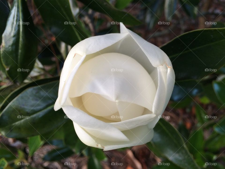 Virgin Bloom. A photo of a white magnolia in Disney World.