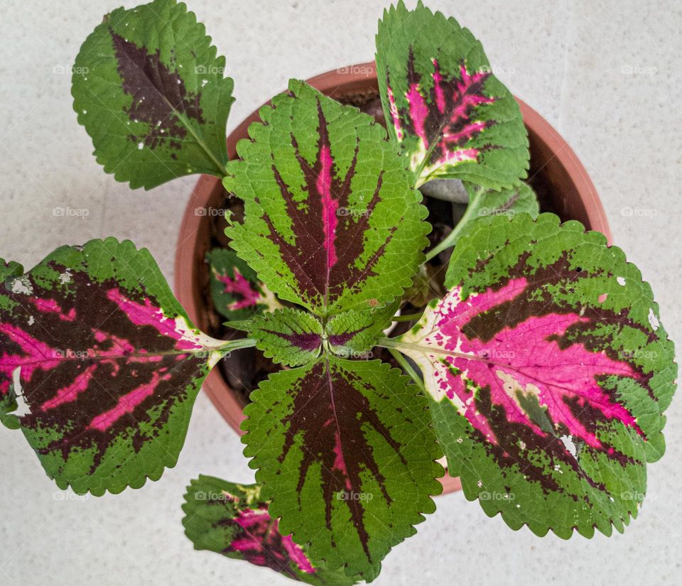 coleus blumei pink colour plant