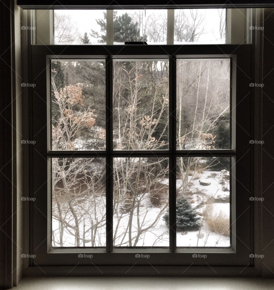 A Vermont winter morning through a darkened window. The freshly fallen snow hovers the ground and the trees that stand right outside.