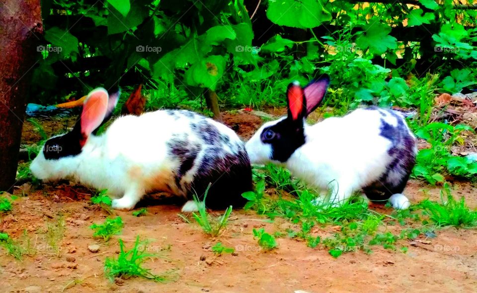 Rabbits and the greens