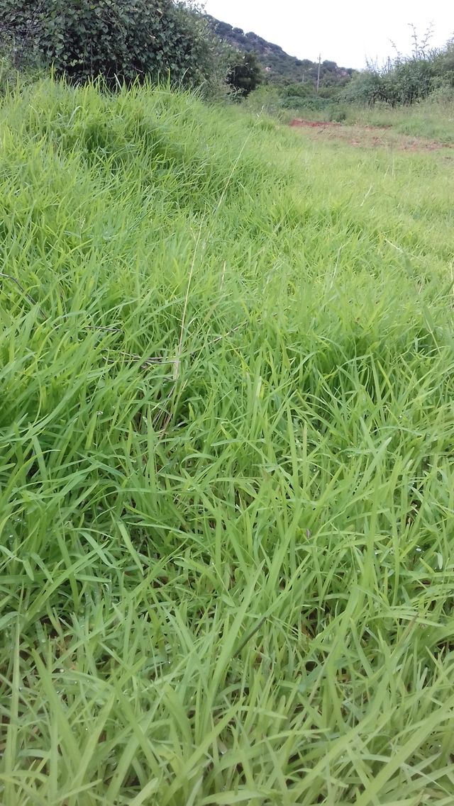 scenary of greenary
