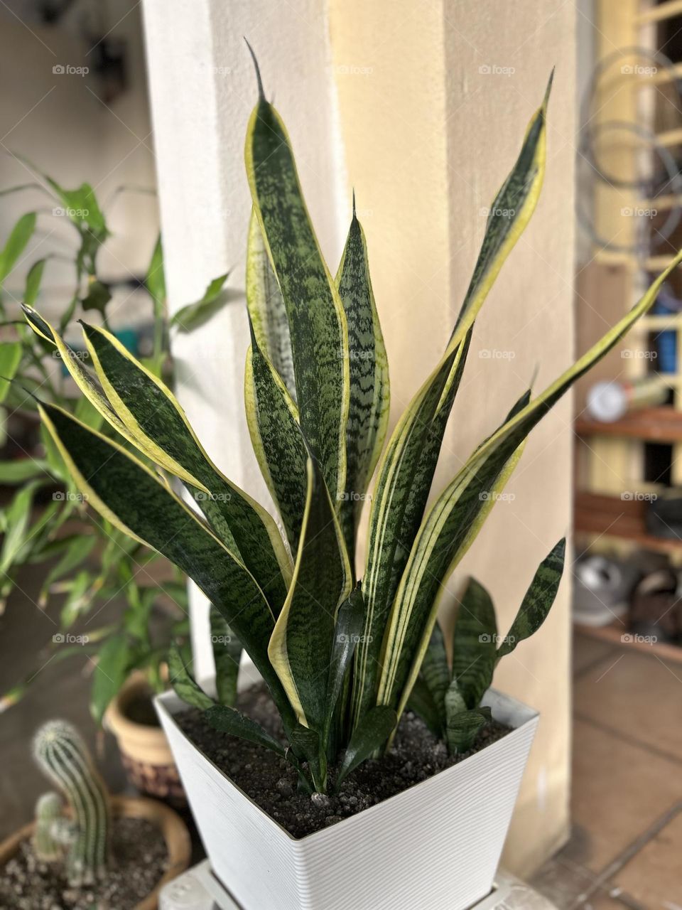 Sansevieria