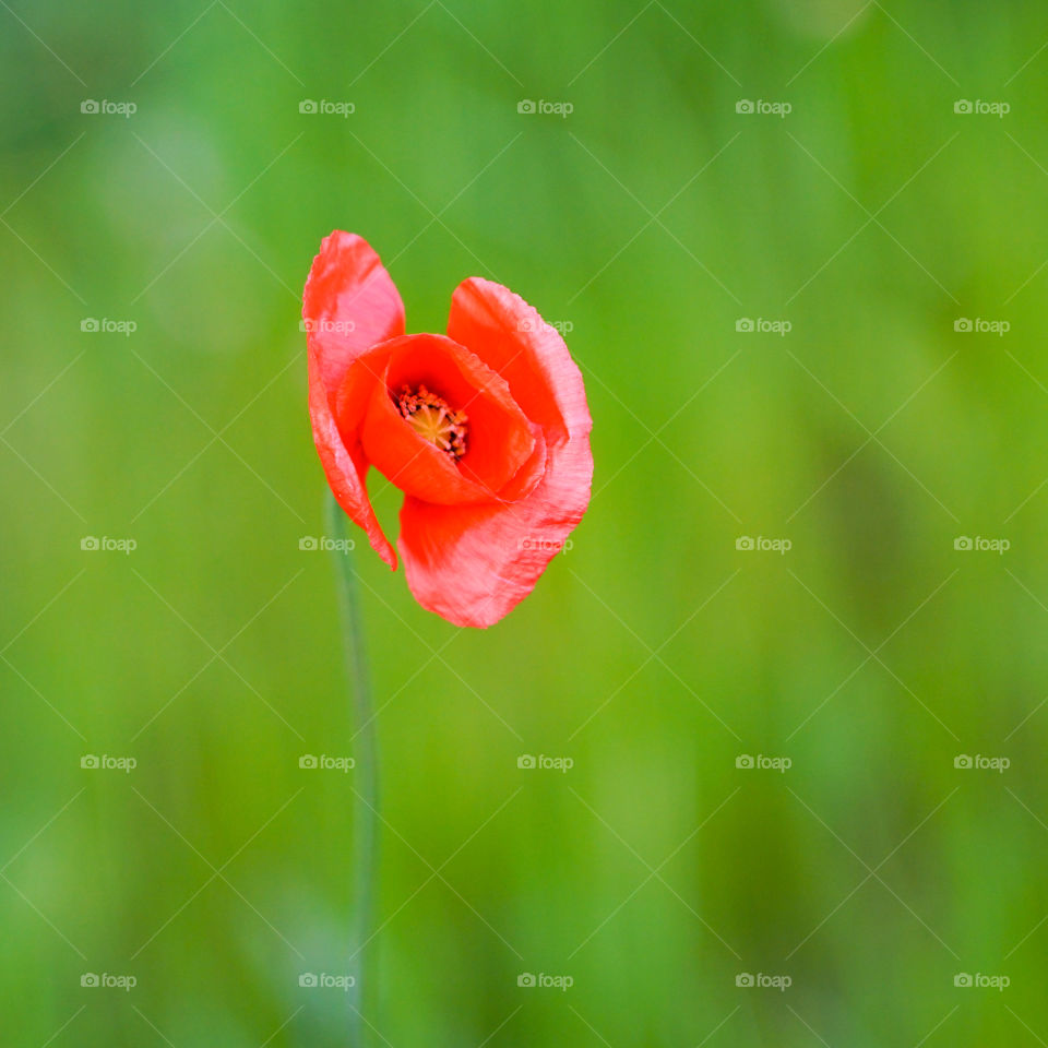 beautiful red poppy flower on a green blurred background