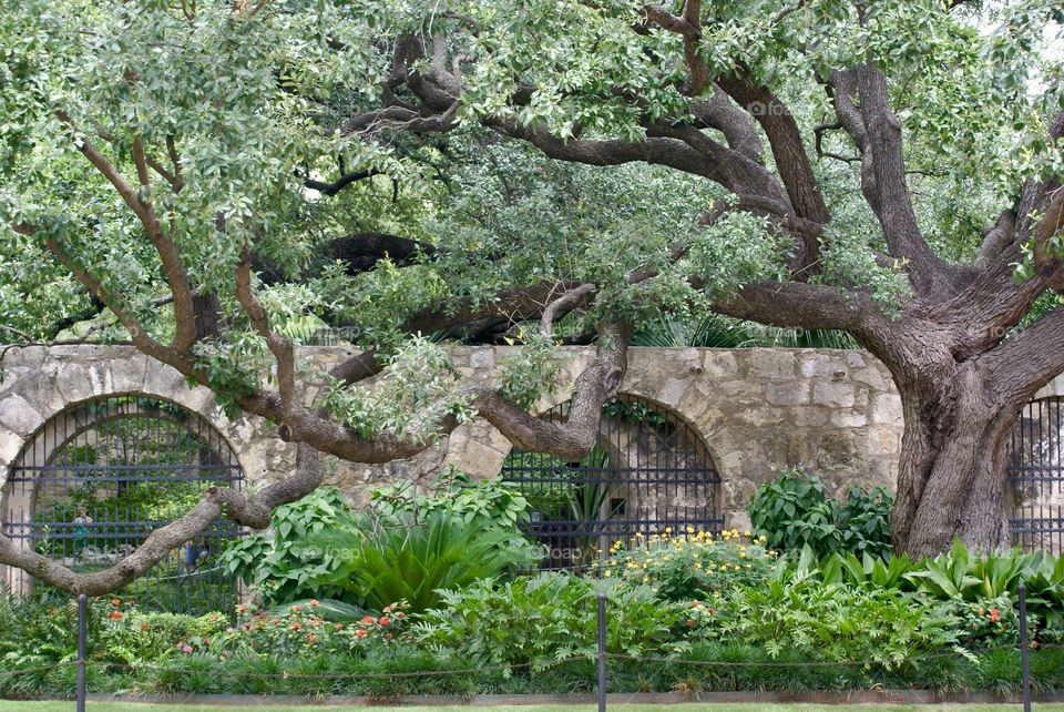 Tree and rock wall at park