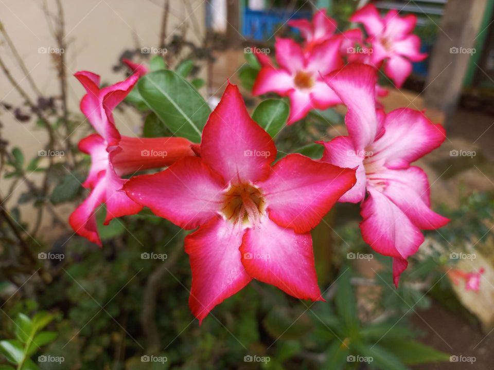 Adenium obesum ornamental plant species, the stem is large, the bottom resembles a tuber