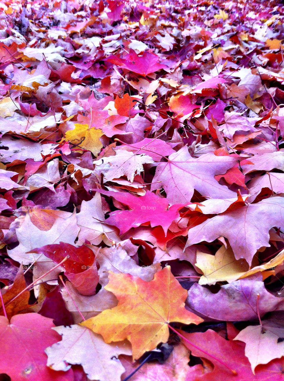 leaves fall autumn autumn colors by pixelakias