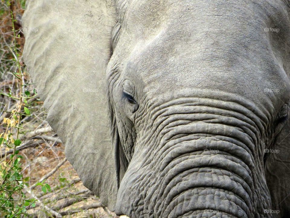 a close-up of an African elephant