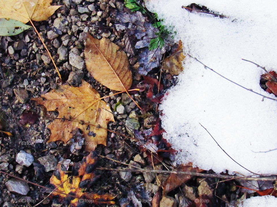 fall leaves with some snow