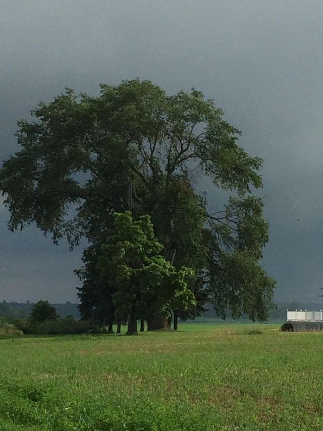 Gray Skies