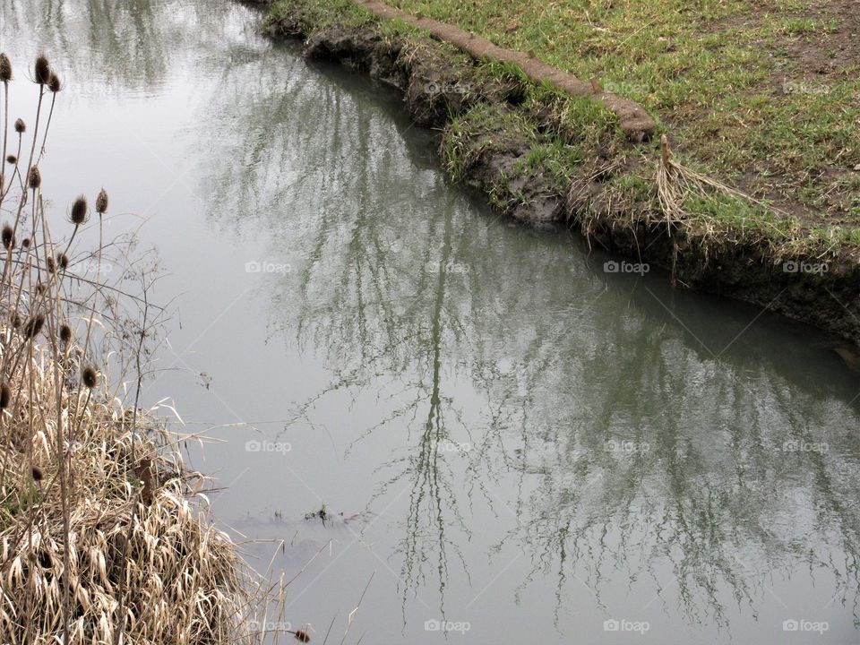 reflections of trees