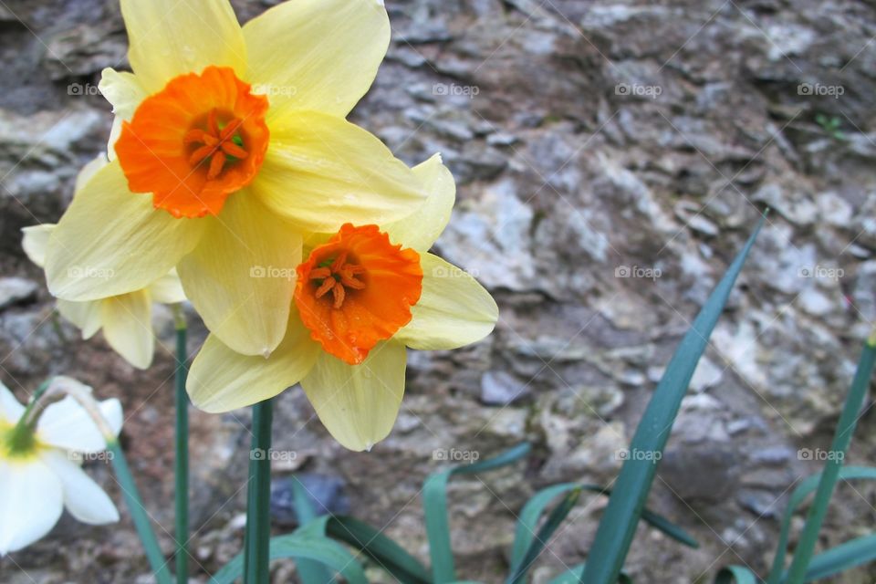 Pair of daffodils