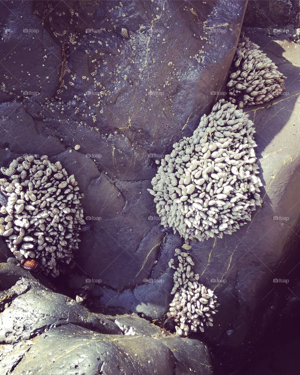 Gooseneck barnacles - colonies 