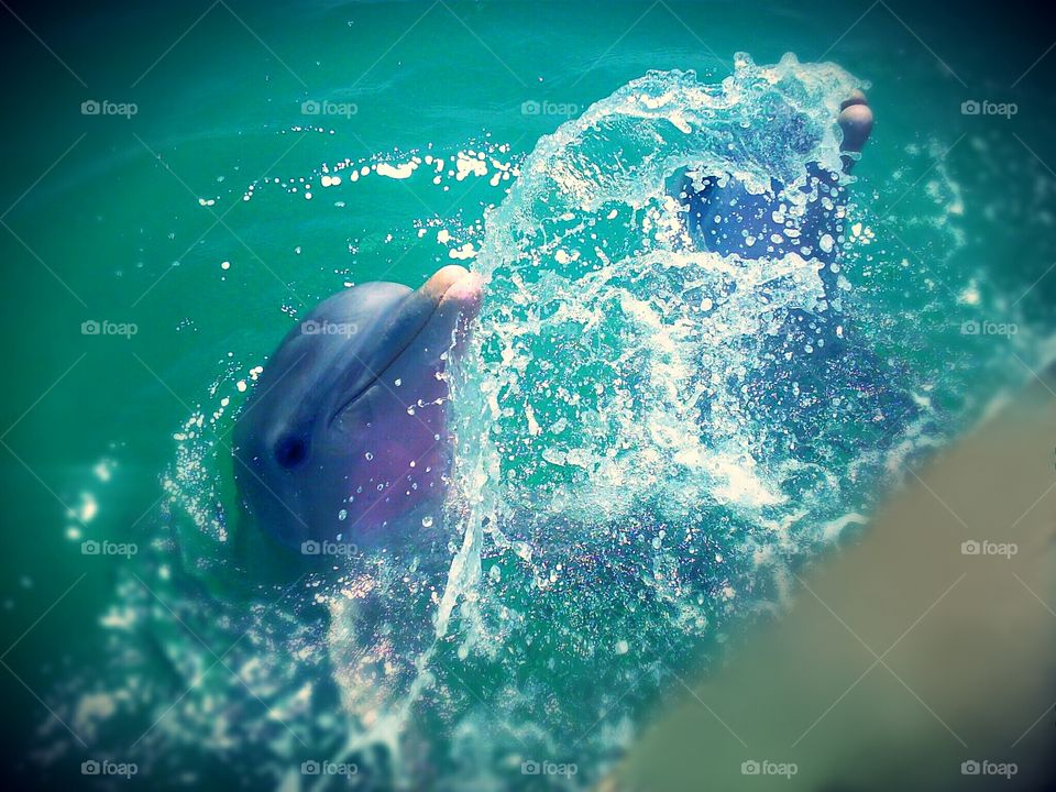 Dolphins being silly in the Bahamas.