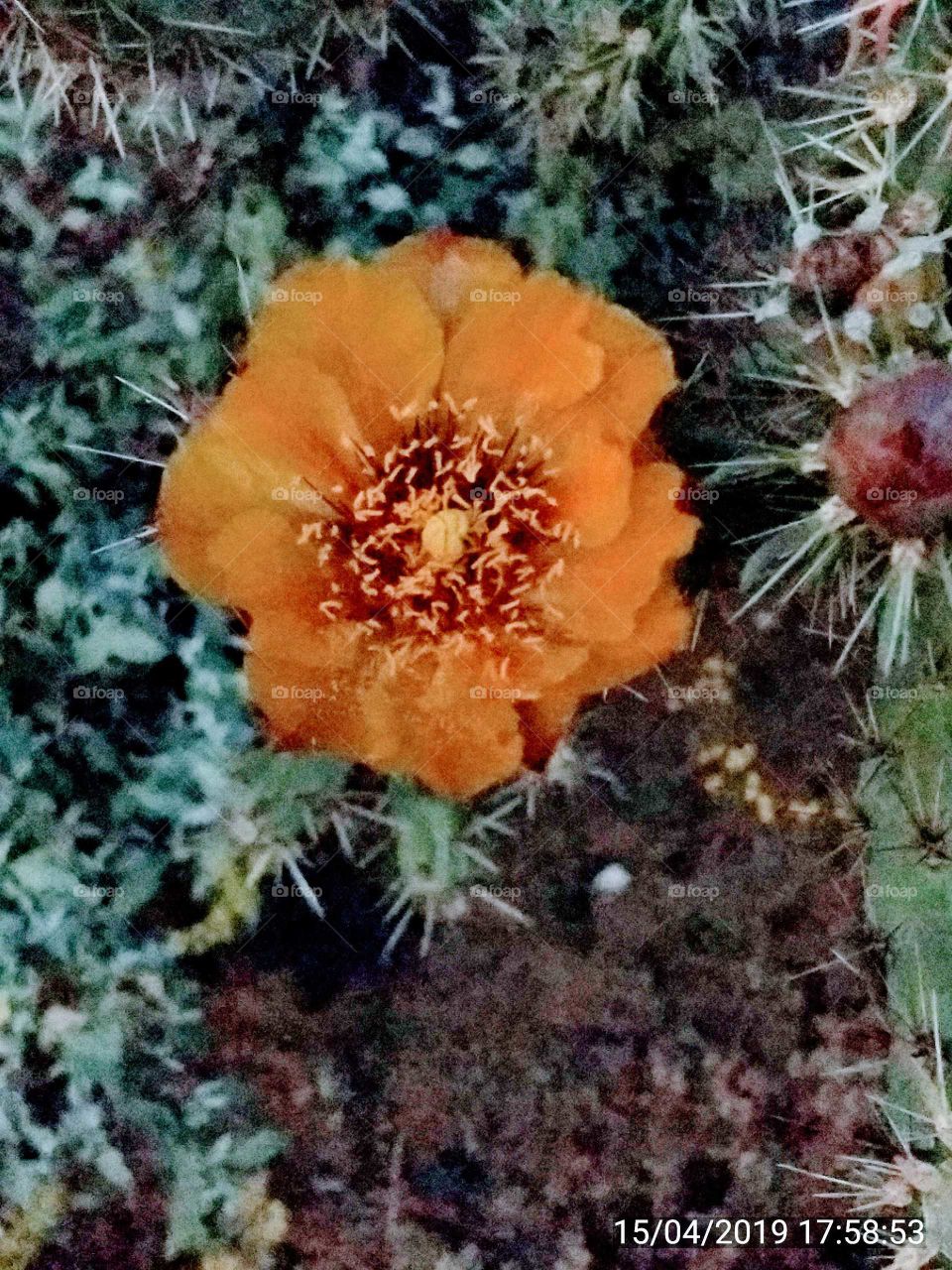 Cholla in bloom