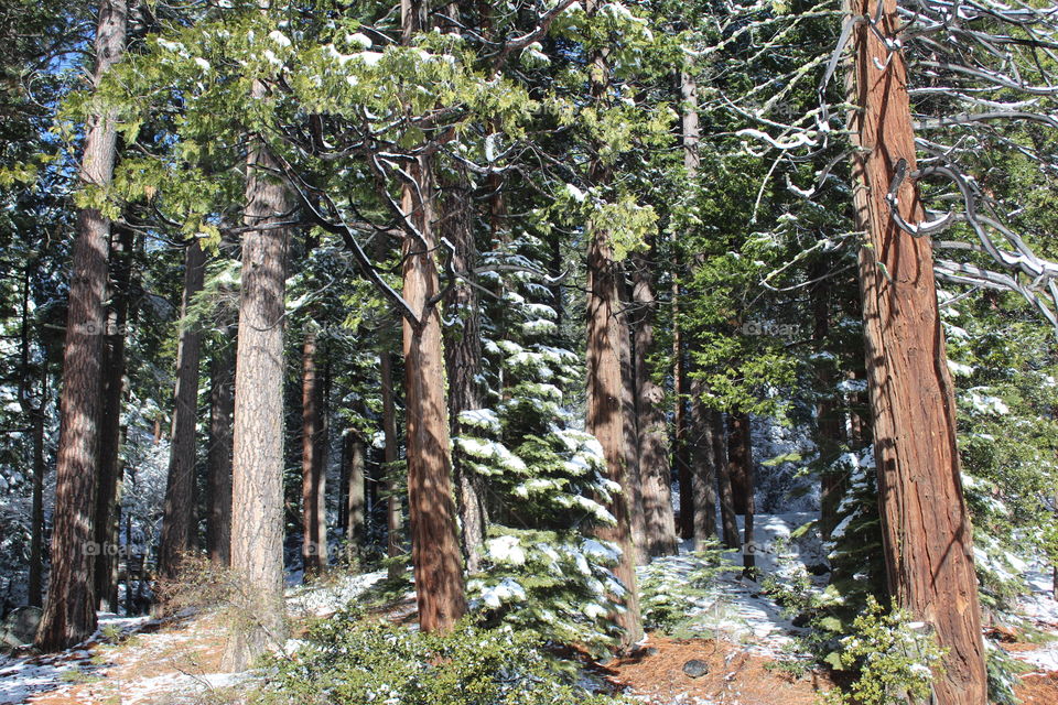 snow Forest