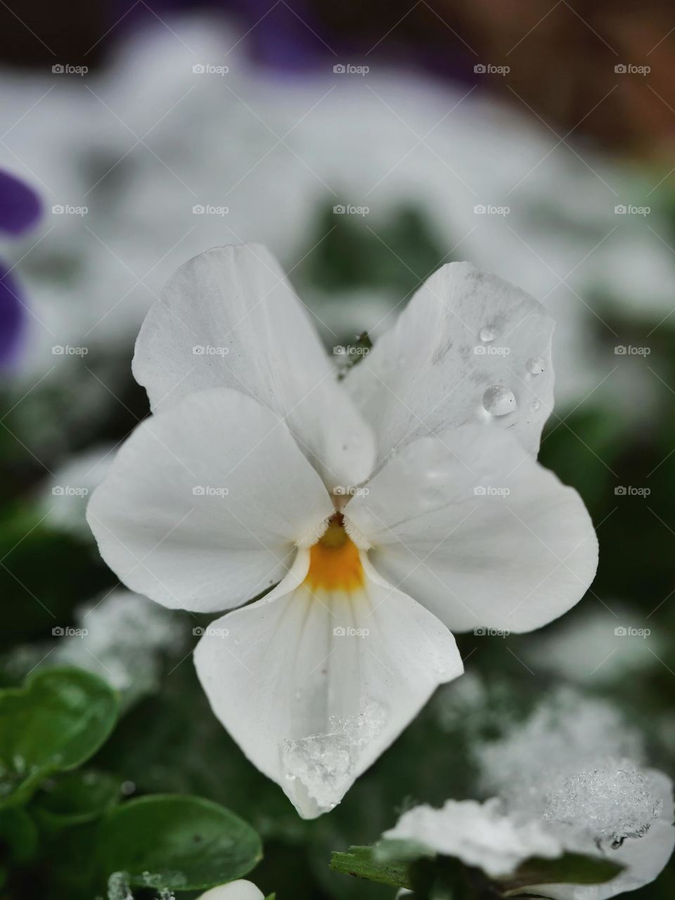 White flower