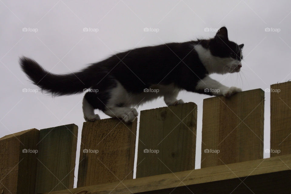 Cat, Mammal, Portrait, Animal, One