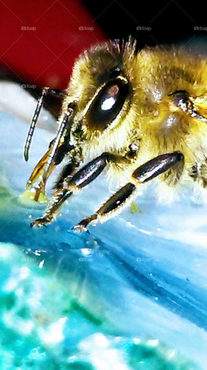 bee