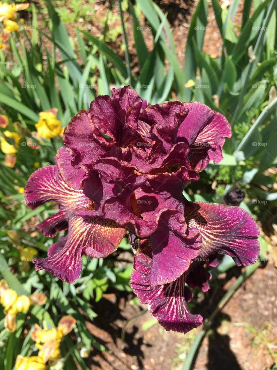 Dark red iris from above 