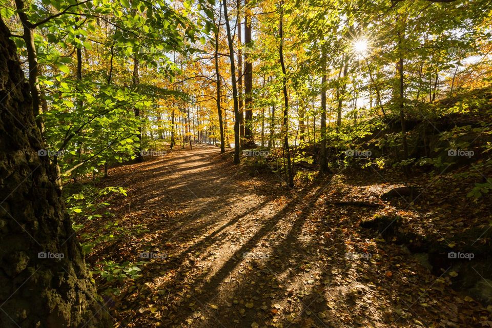 The sun is shining behind the trees at fall, the sunlight is reaching the path surrounded by trees with colorful leaves 