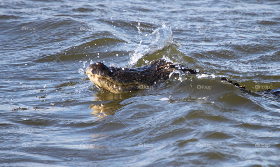 Alligator swimming