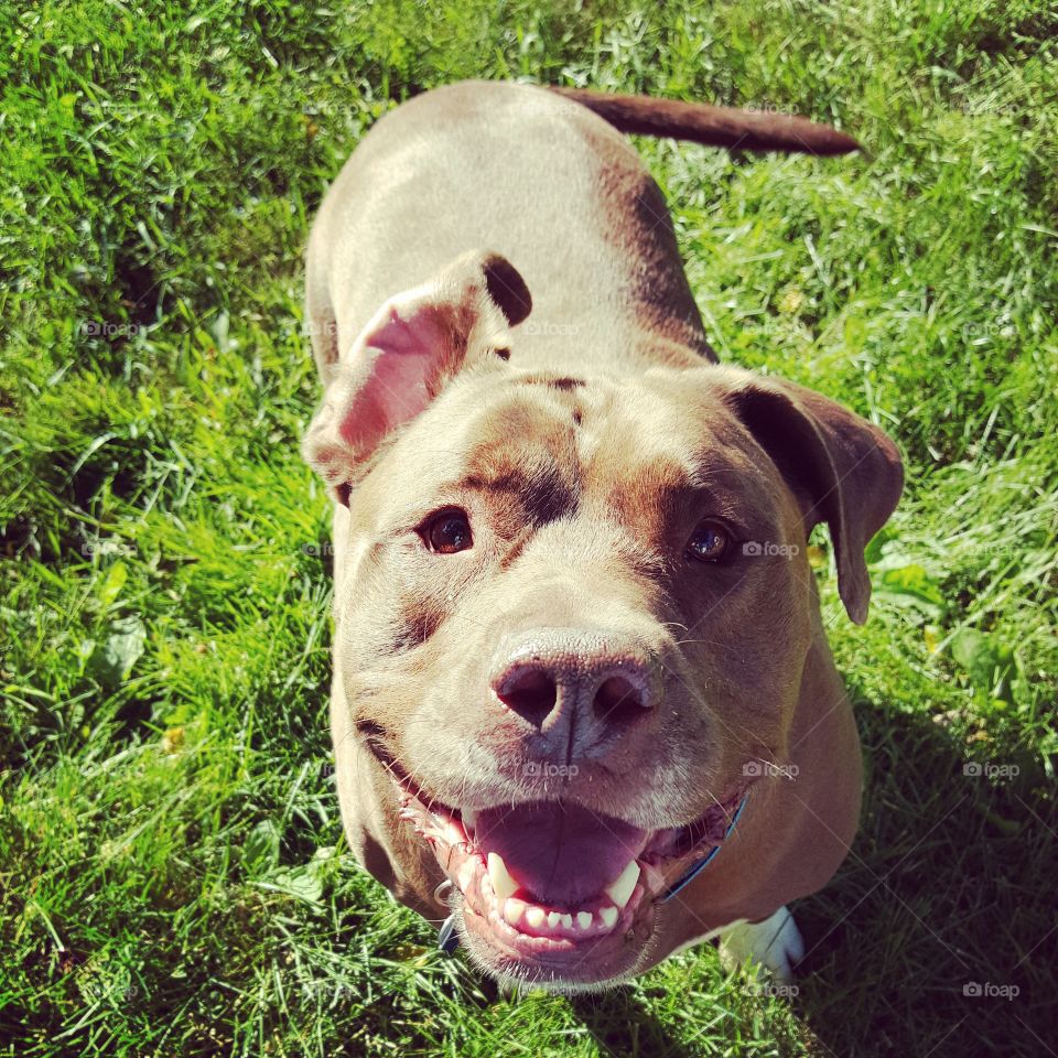 High angle view of dog