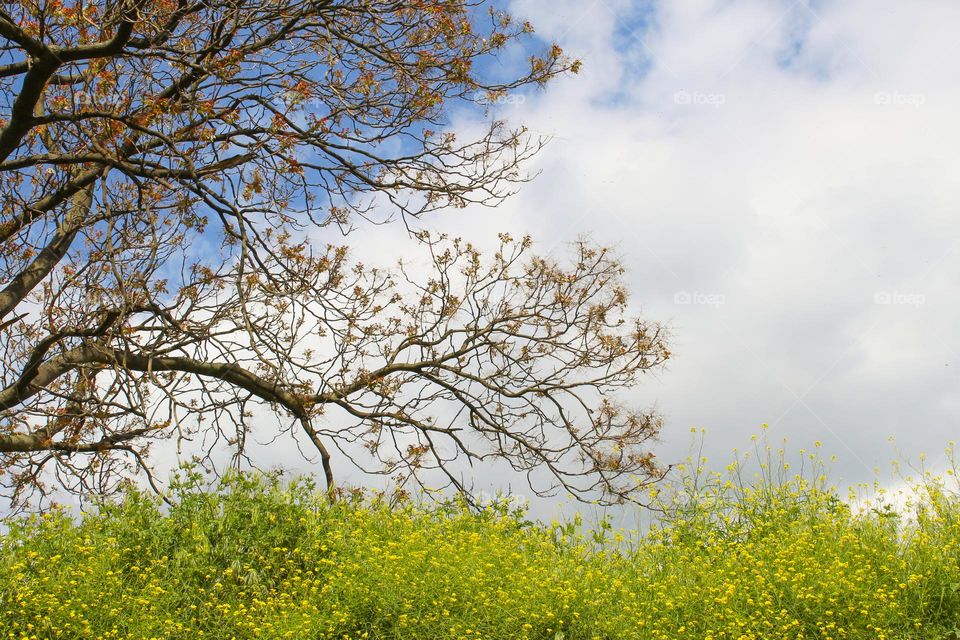 Rapeseed or Canola in bloom with beautiful tree in bloom under a blue sky with white clouds