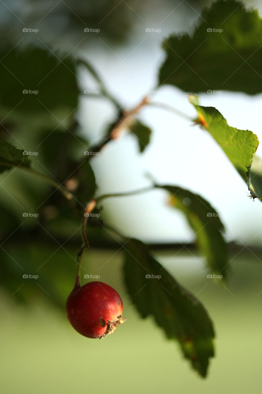 Hung . a walk in the park