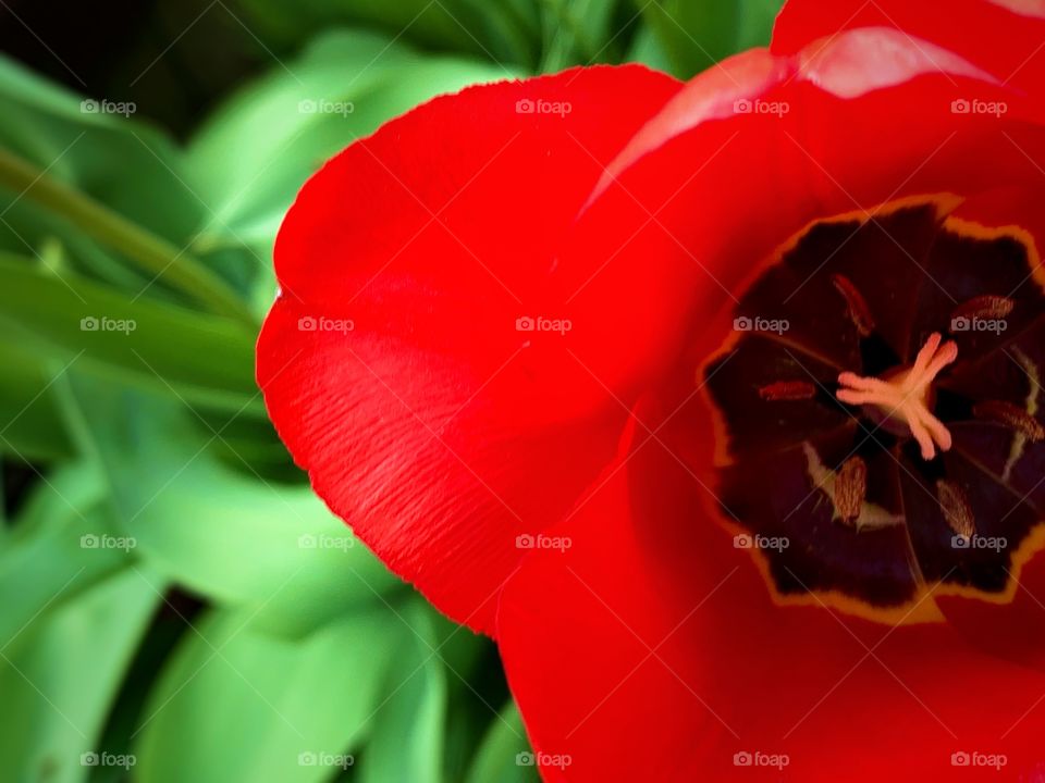 Closeup photo of a bright red tulip—taken in Dyer, Indiana 