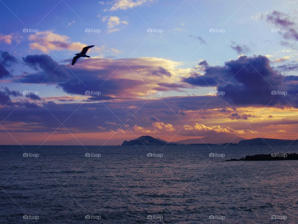 Silhouette of bird flying over sea