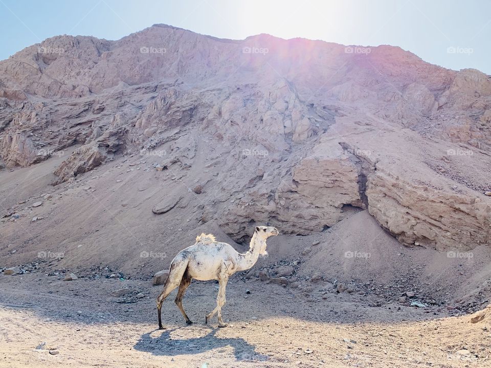 White wild camel walk in Sinai desert 