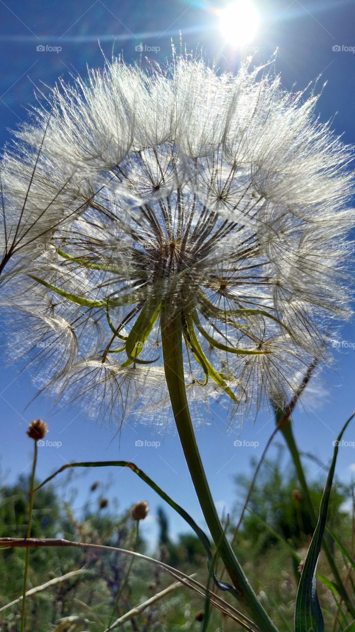 Dandelion