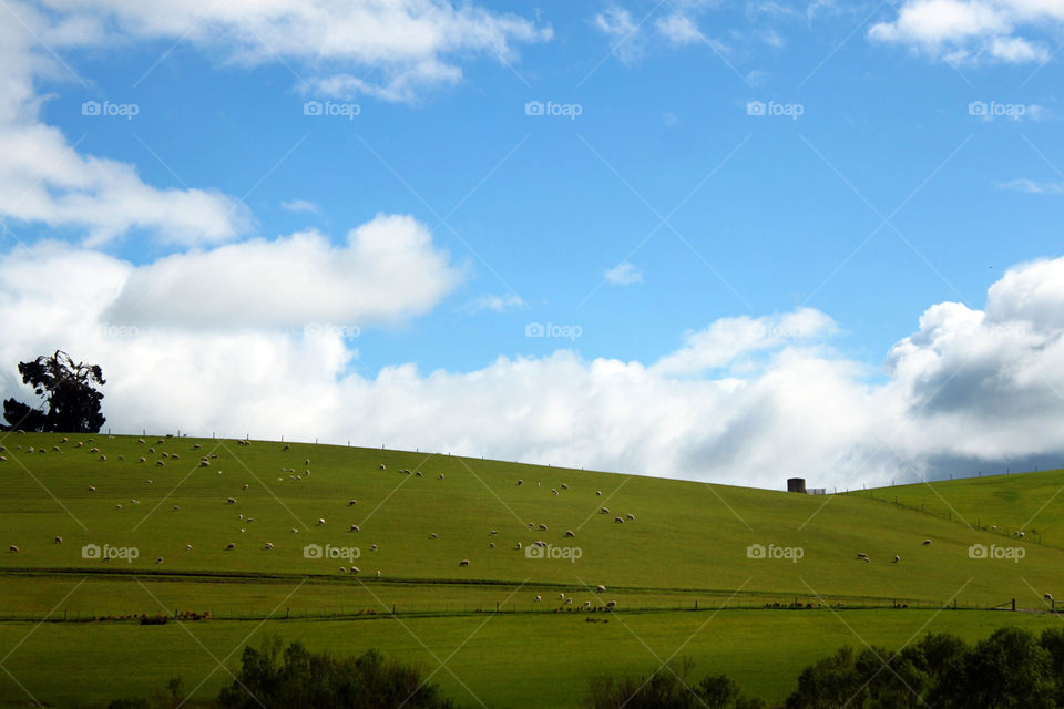 Distant view of sheep's grazing in field