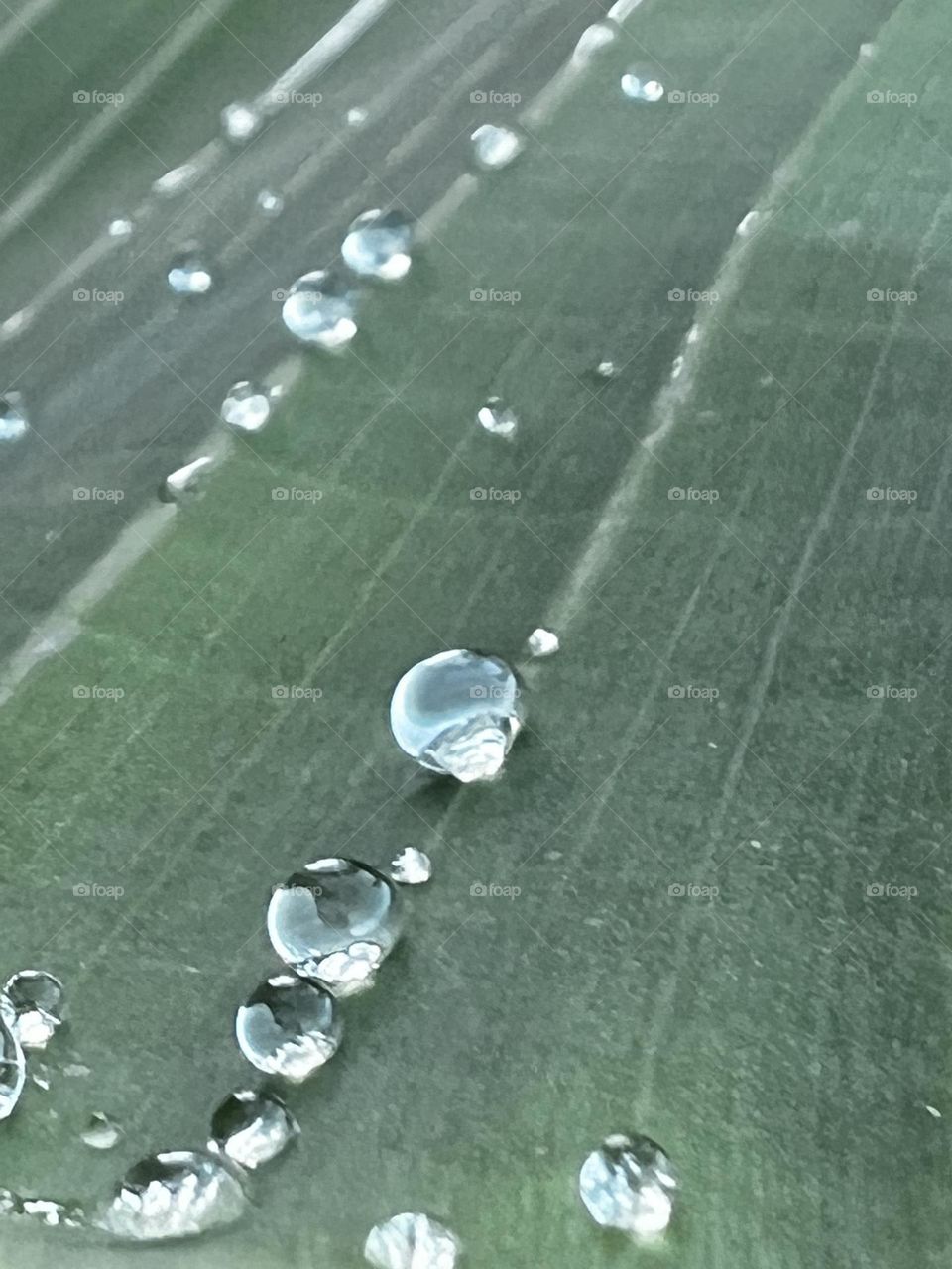 Waterdrops on a leave