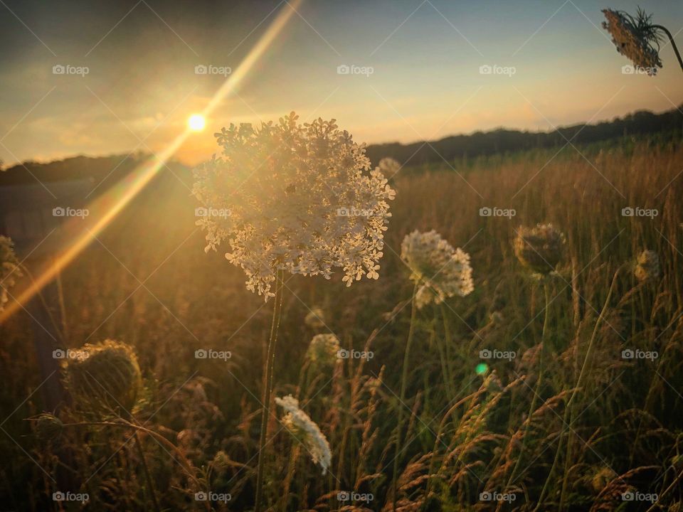 Beautiful Midwest sunset, spotlighting a patch of Queen Anne’s Lace along an old country road