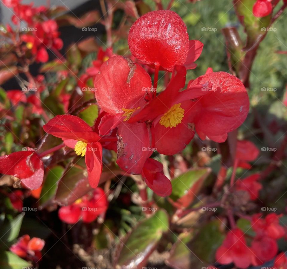 🌹 🇺🇸 Very beautiful flowers to brighten our day.  Live nature and its beauty. Did you like the delicate petals? / 🇧🇷 Flores muito bonitas para alegrar nosso dia. Viva a natureza e sua beleza. Gostaram das pétalas delicadas? 
