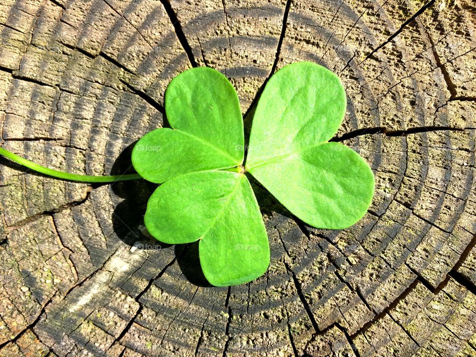 Shamrock