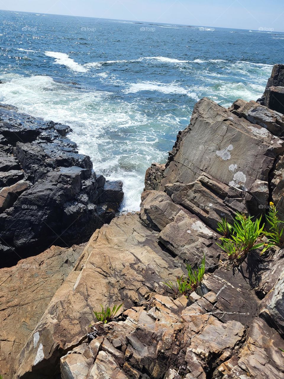 Maine coast